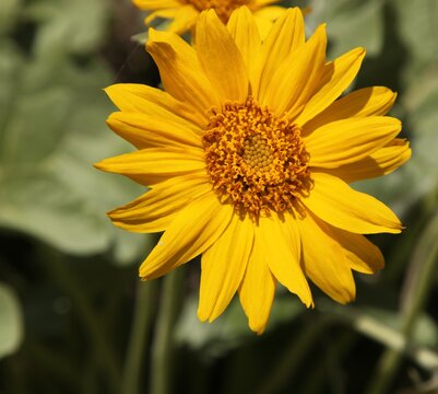Arrowleaf Balsamroot (Balsamorhiza sagittata) yellow wildflower in Beartooth Mountains, Montana