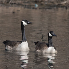 Fototapeta premium A Male and Female Canadian Goose swimming together in a lake. 