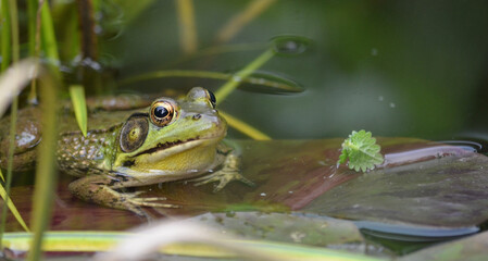 Green Frog: Lithobates clamitans -  Native to eastern North America, a large species of frog commonly seen  in ponds, swamps, rivers and streams.