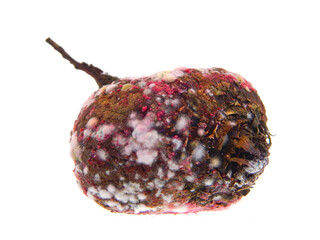 spoiled beetroot isolated on white background