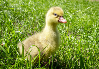 Yellow 3 day old gosling on green grass close-up.