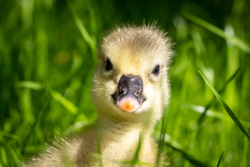 Yellow 3 day old gosling on green grass close-up.