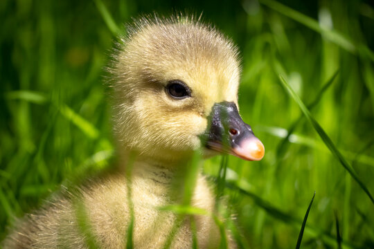 Yellow 3 day old gosling on green grass close-up.