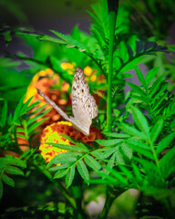butterfly on a leaf