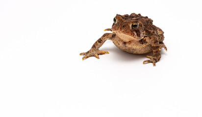 Toad on white background
