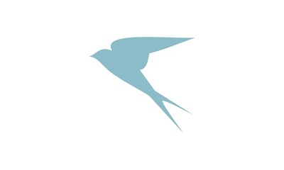 swallow, bird
