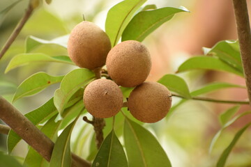 INDIAN SAPOTA FRUIT 