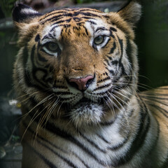 close up of a tiger