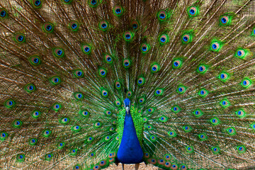 Naklejka premium Portrait of beautiful peacock with feathers out