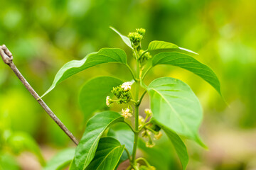 Gurmar medicinal tree