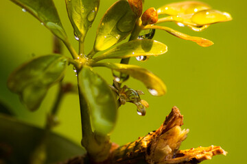 gotas