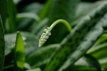 Drimiopsis botryoides flower