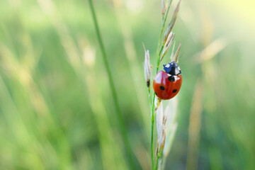 Summer season. Ladybug on a stem of grass on a  vegetative background.Summer nature background.