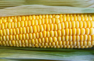 Sweet corn on the cob, close up shot of kernels and husk