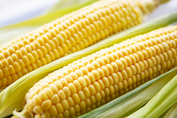 Fresh corn on the cob selective focus