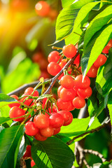 Cherry tree with ripe cherries in the orchard.