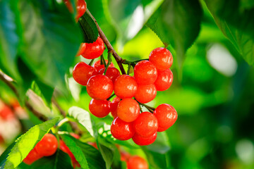 Cherry tree with ripe cherries in the orchard.