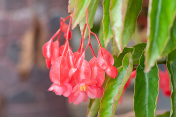 Fresh pink Dragon wing begonia flower bloom in the garden on blur nature background.
