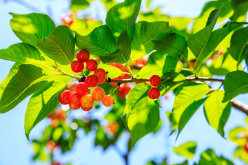 Cherry tree with ripe cherries in the orchard.