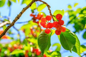 Cherry tree with ripe cherries in the orchard.