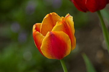 Naklejka premium yellow red tulip flower close-up on a flower bed