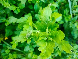 Fototapeta na wymiar green leaves of parsley