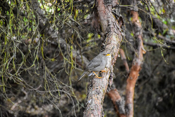 bird camouflaged on branch
