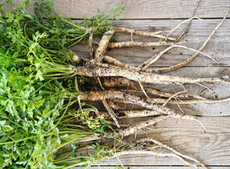 Medical and food background.Parsley and parsley root on a wooden background.Useful plant.