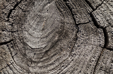 Felled tree with annual rings and cracks. Wood texture. close-up