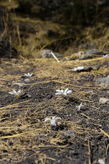 dry flowers on the ground
