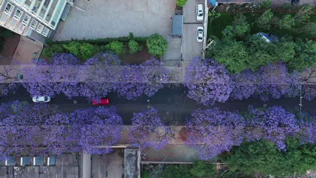 Aerial view of Jacaranda trees in bloom in Kunming, Yunnan capital in China