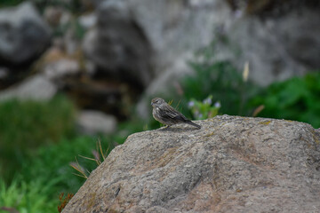 bird in the rocks