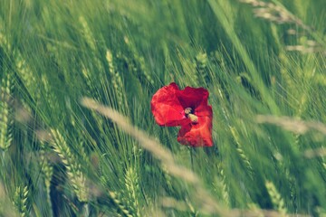red poppy in the field