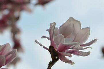 Close-up of a magnolia flower in bloom