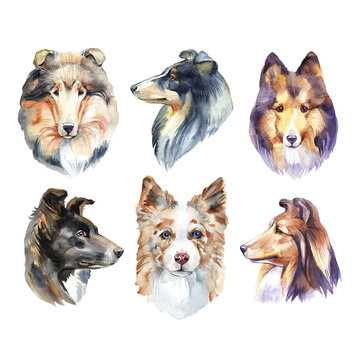 Collie, Sheltie and Border Collie Animal dog watercolor illustration isolated on white background.