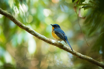 Obraz premium Bird in the forest.