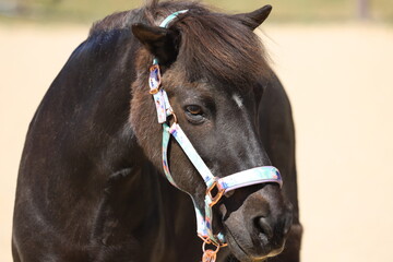 Obraz premium portrait of a brown horse