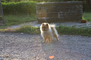 Pomeranian