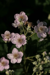 Brombeerblüten