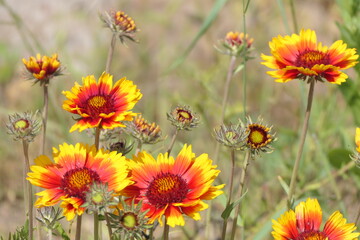 Fototapeta premium Kokardenblumen
