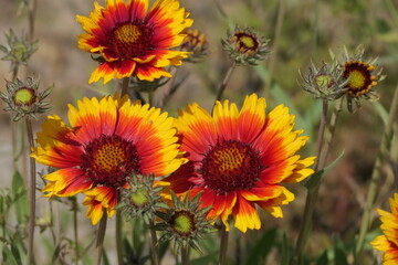 Fototapeta premium Kokardenblume 