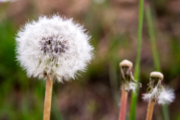 fluffy dandelion closeup in the grass