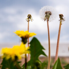 dandelion with green leaves against a dark sky