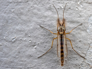 Close-up mosquito sitting on a gray wall