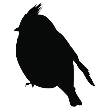 recommend clip art: Bohemian Waxwing. Silhouette of songbird. Bombycilla garrulus. 