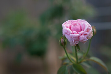 The pink rose at the end of the flower begins to wither.
