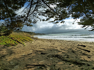 the forest on the beach