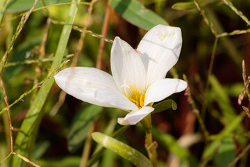 Zephyranthes