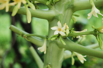 Blooming white flowers of papaya in the tropical garden.