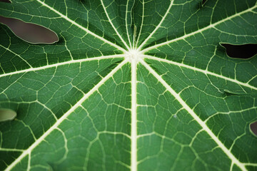 Green texture natural of papaya leave background.